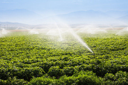 田間灌溉|  圖片來源：?TheFotos / stock.adobe.com